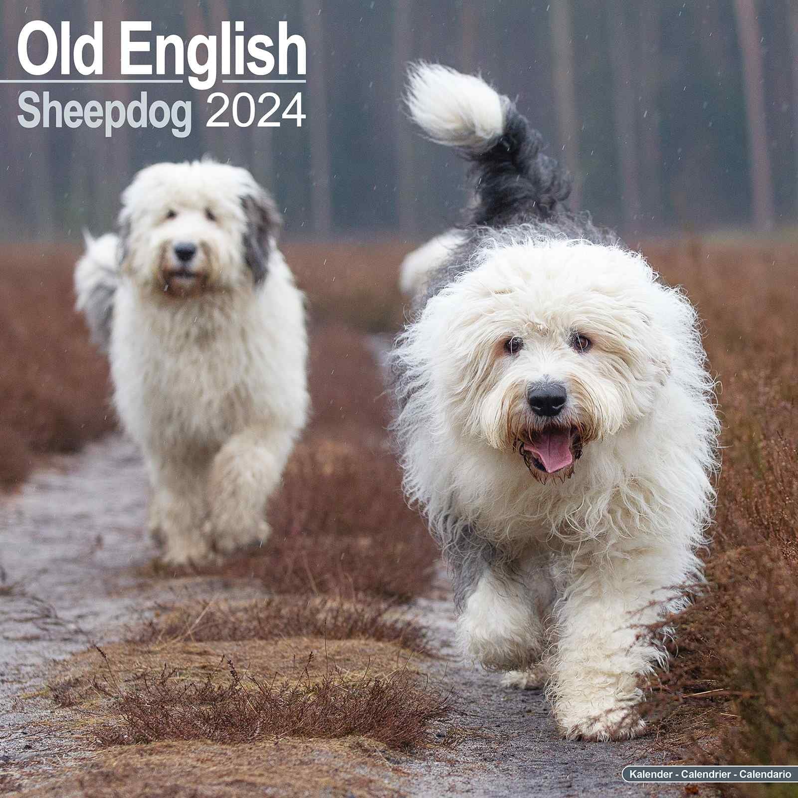2024 Old English Sheepdog Calendar - Monthly Wall Calendar - 12 x 24 Open - Premium Thick No-Bleed Paper - Giftable - Teacher's Planner Calendar Organizing & Planning