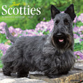 Willow Creek Press Just Scotties 2022 Wall Calendar (Dog Breed)