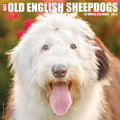 Willow Creek Press Just Old English Sheepdogs 2022 Wall Calendar (Dog Breed)